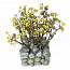 �����������  ��������  ���  ���������  Fluval  Chi  �  ����������